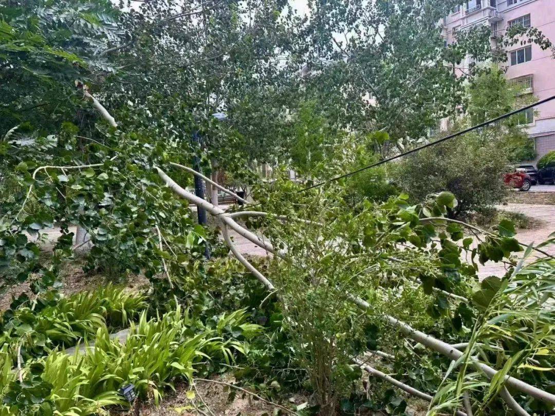 皇家马德里vs希拉尔_天津：雨下了皇家马德里vs希拉尔！树倒了！10级大风！黄色预警！