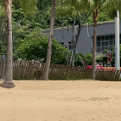 皇冠信用网出租足球_“没想到海里会有野猪皇冠信用网出租足球！” 深圳大梅沙一女子被撞致骨折