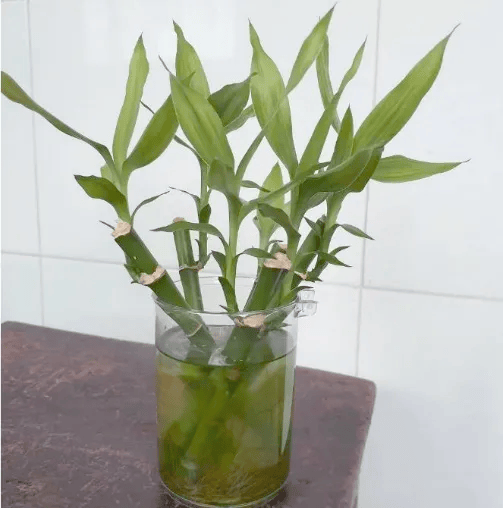 皇冠信用网账号注册_家里的这几个地方皇冠信用网账号注册，正悄悄“养”出花斑蚊！快自查→