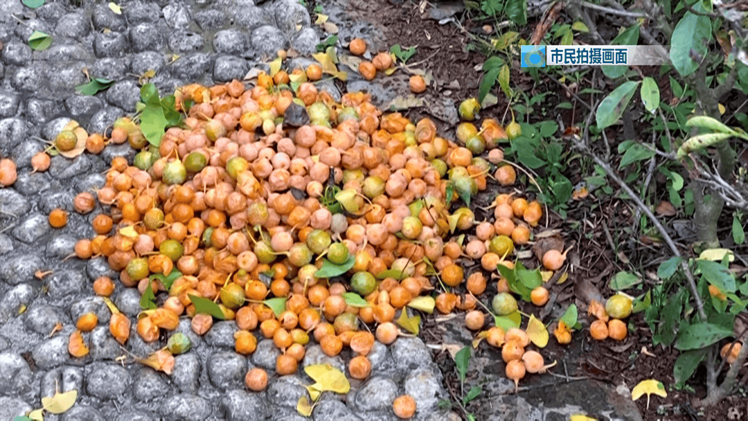 皇冠信用网需要押金吗_不要捡皇冠信用网需要押金吗！不要吃！昆明街头正大量出现……