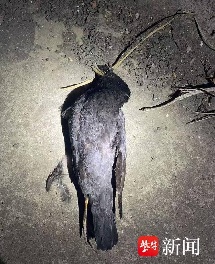 皇冠皇冠信用开户_每天下班“弹弓打鸟”皇冠皇冠信用开户，冰箱内“攒”44只待食，“馋嘴男”涉刑事犯罪